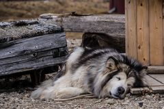 Spitzbergen [39]