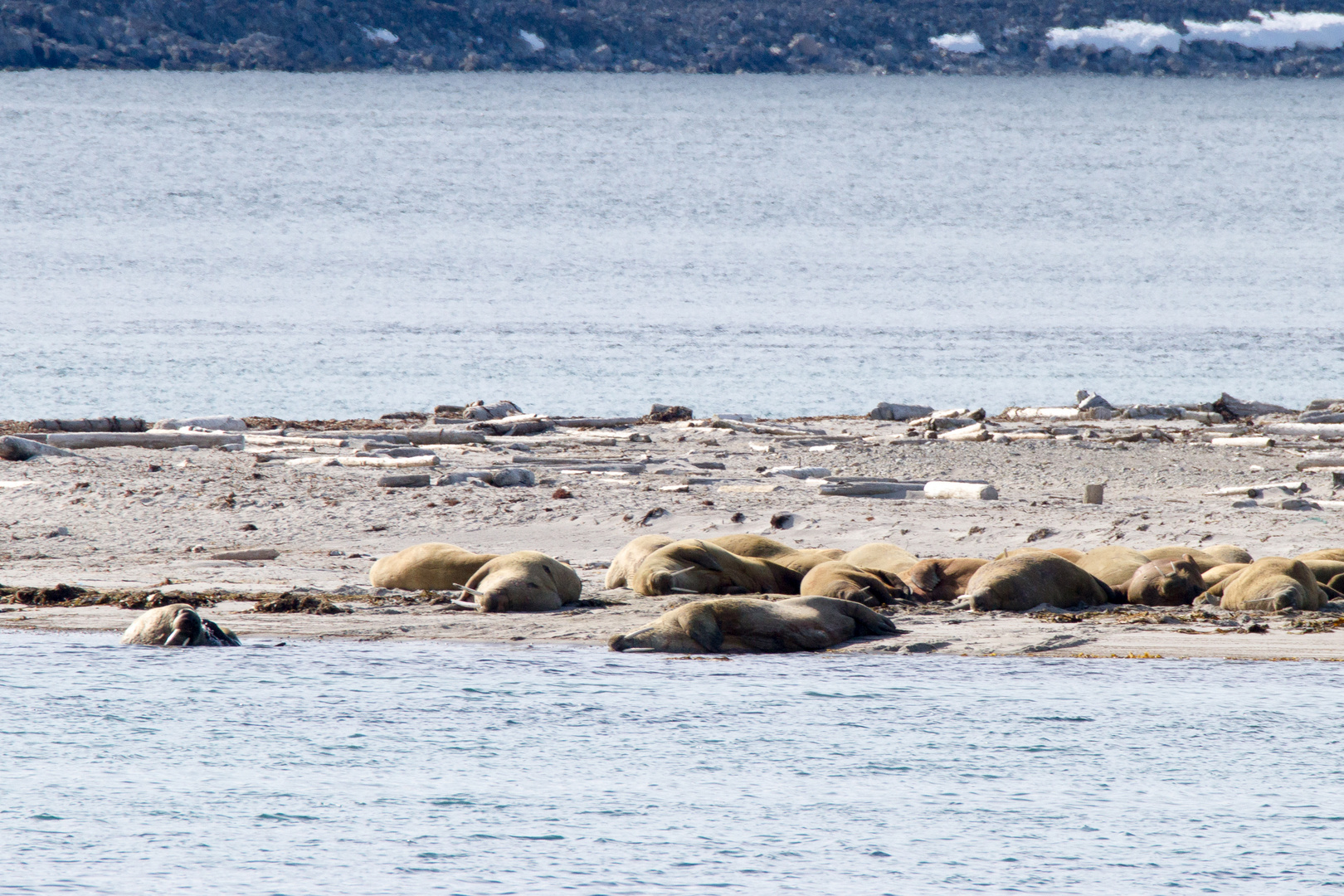 Spitzbergen [43]