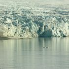 Spitzbergen - Magdalenen Fjiord 2