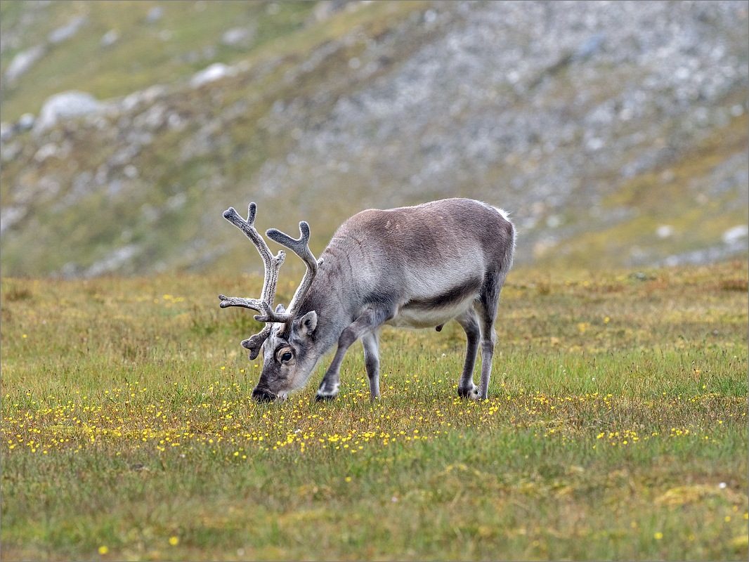 Spitzbergen Rentier 