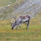 Spitzbergen Rentier 