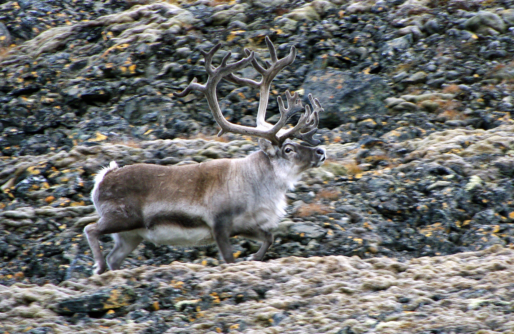 Spitzbergen Rentier