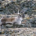 Spitzbergen Rentier