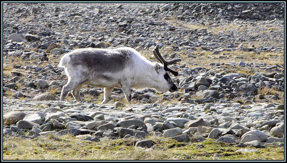 Spitzbergen-Rentier