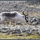 Spitzbergen-Rentier