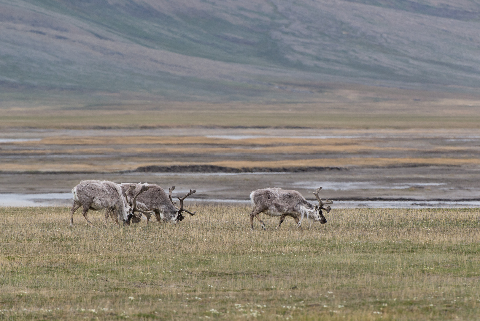 Spitzbergen-Rentier (Rangifer tarandus platyrhynchus)