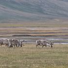 Spitzbergen-Rentier (Rangifer tarandus platyrhynchus)