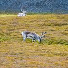 Spitzbergen-Rentiere am Kapp Lee