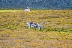 Spitzbergen-Rentiere am Kapp Lee