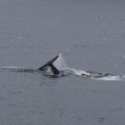 Spitzbergen, Svalbard, abtauchender Finnwal,  2017-08-23 um 06-43-57