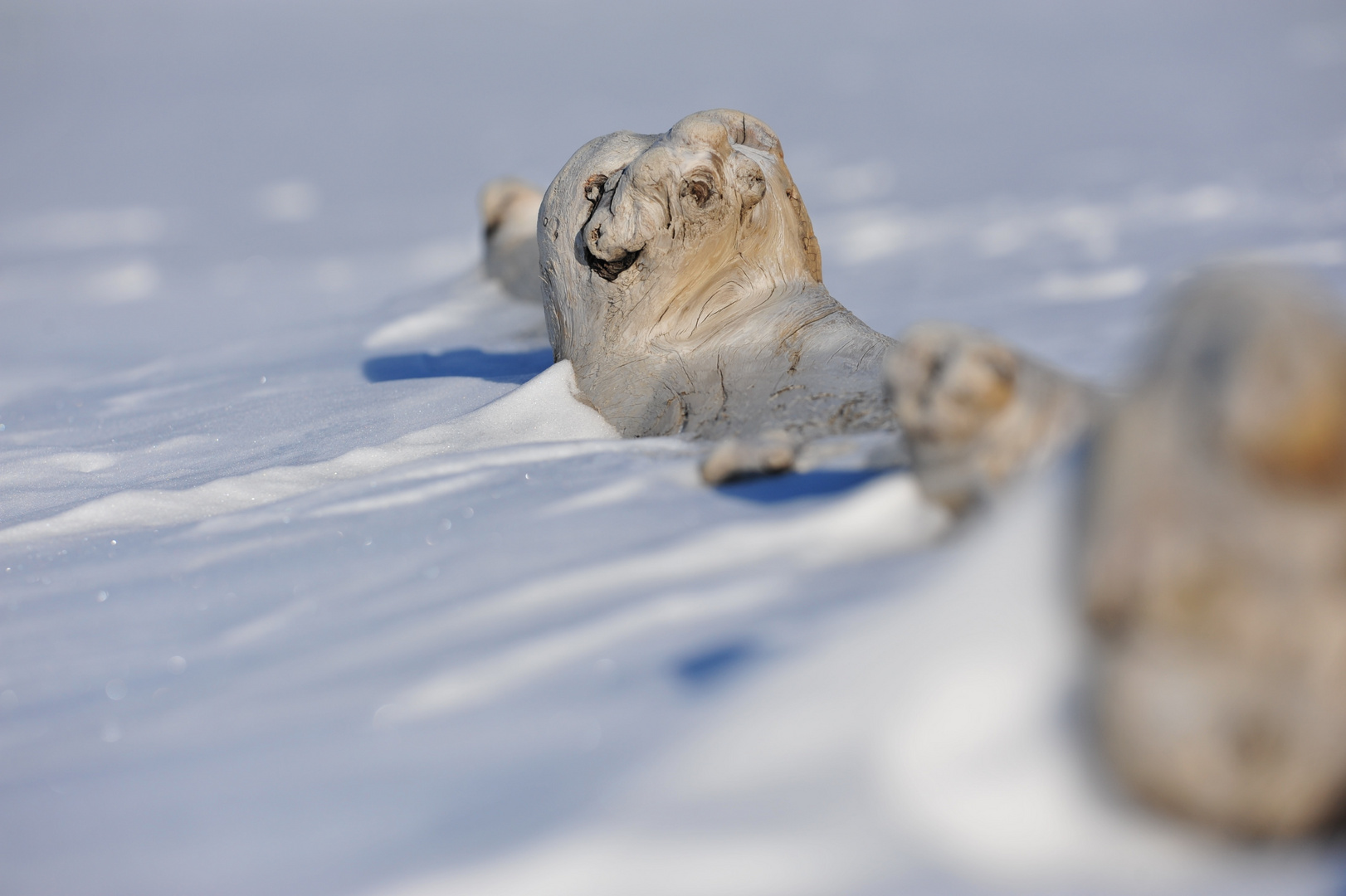 Spitzbergen-Troll