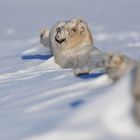 Spitzbergen-Troll