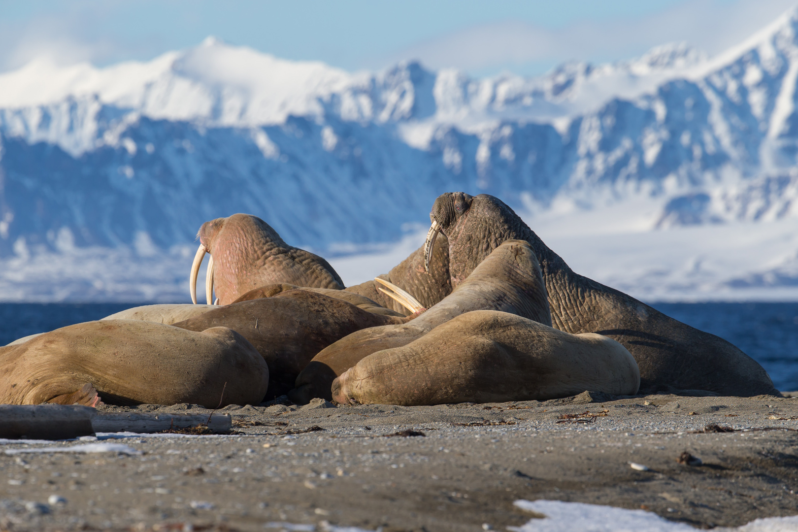 Spitzbergen Walrösser