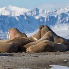 Spitzbergen Walrösser