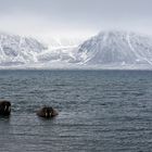 Spitzbergen Walrosse im ersten Winterbad