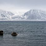 Spitzbergen Walrosse im ersten Winterbad