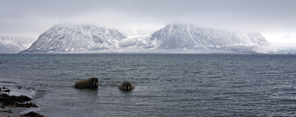 Spitzbergen Walrosse im ersten Winterbad