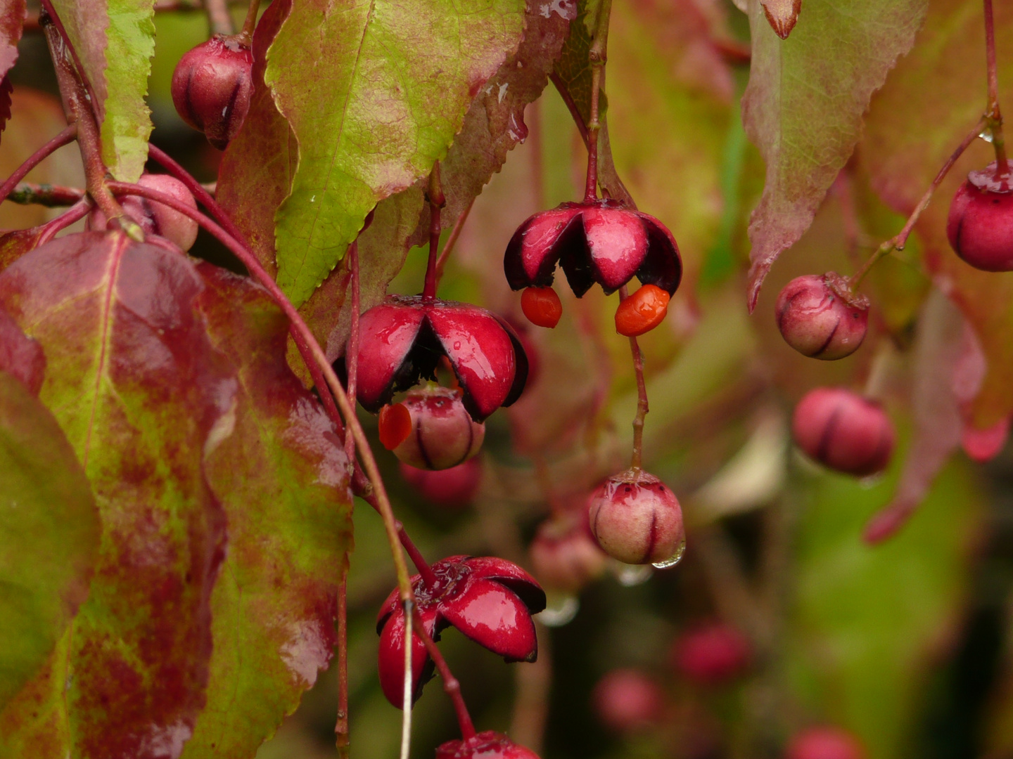 Spitzblatt-Spindelstrauch (Euonymus oxyphyllus)