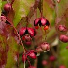 Spitzblatt-Spindelstrauch (Euonymus oxyphyllus)