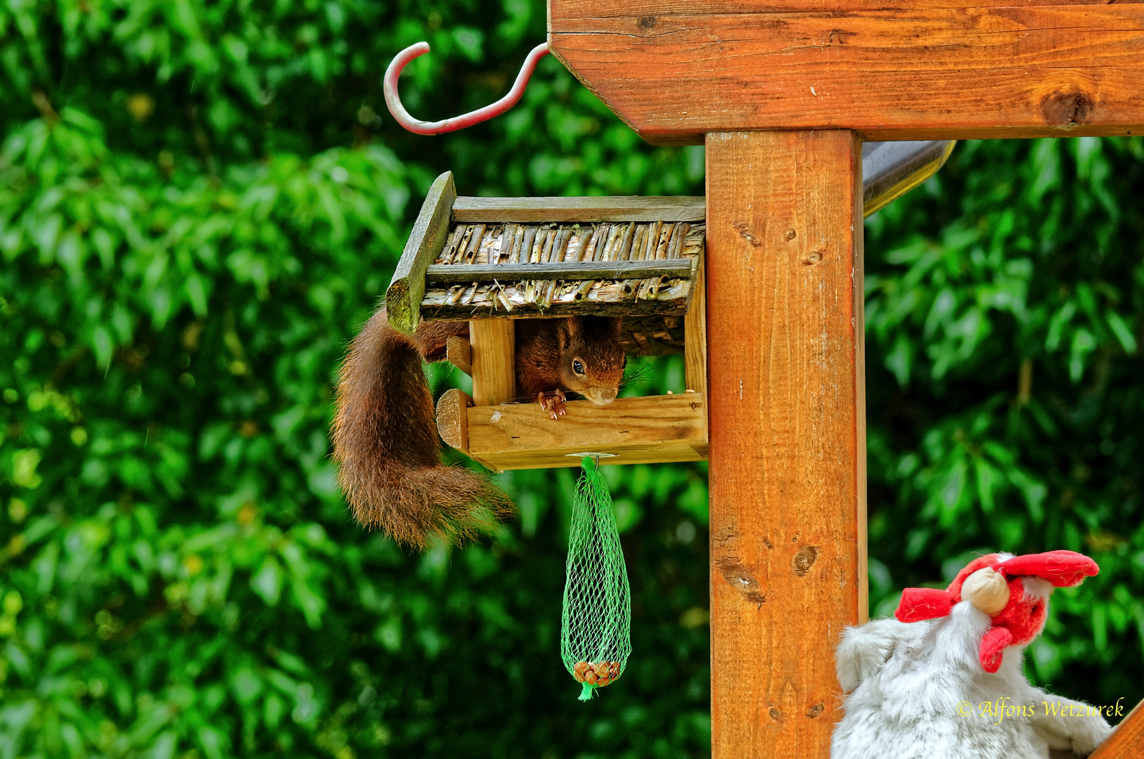 Spitzbuben Foto & Bild tiere, wildlife, säugetiere Bilder auf