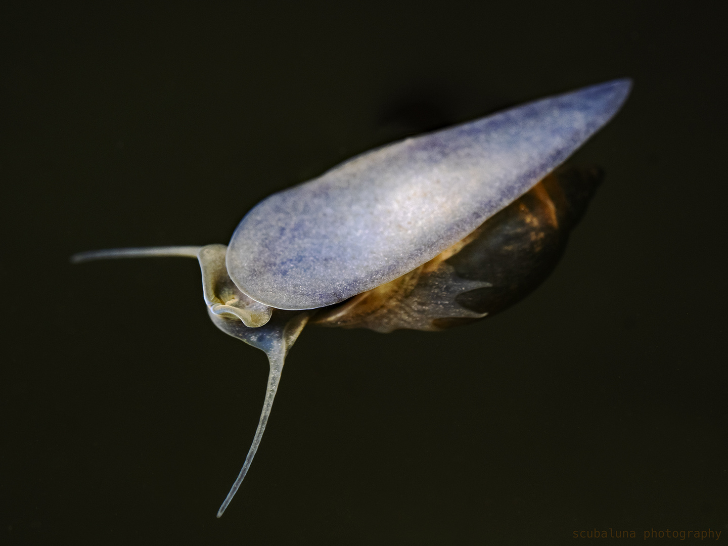 Spitze Blasenschnecke 