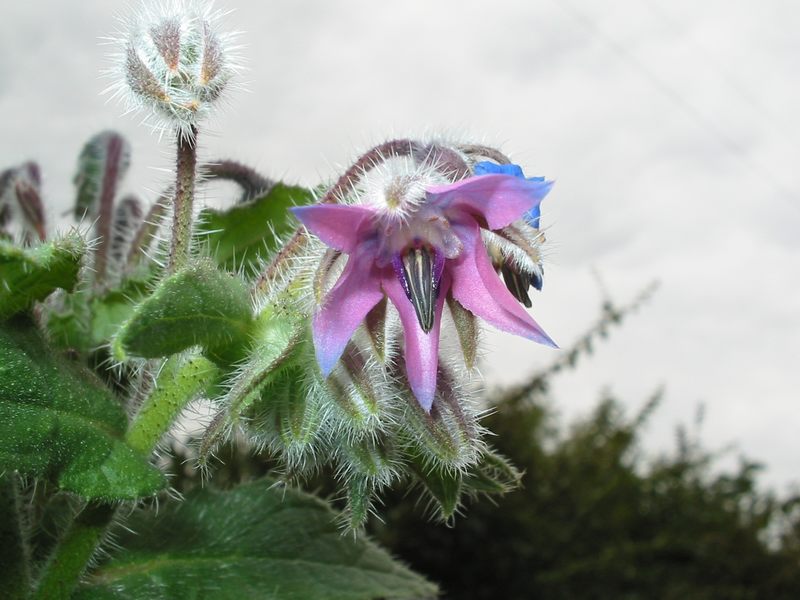 Spitze Blüte