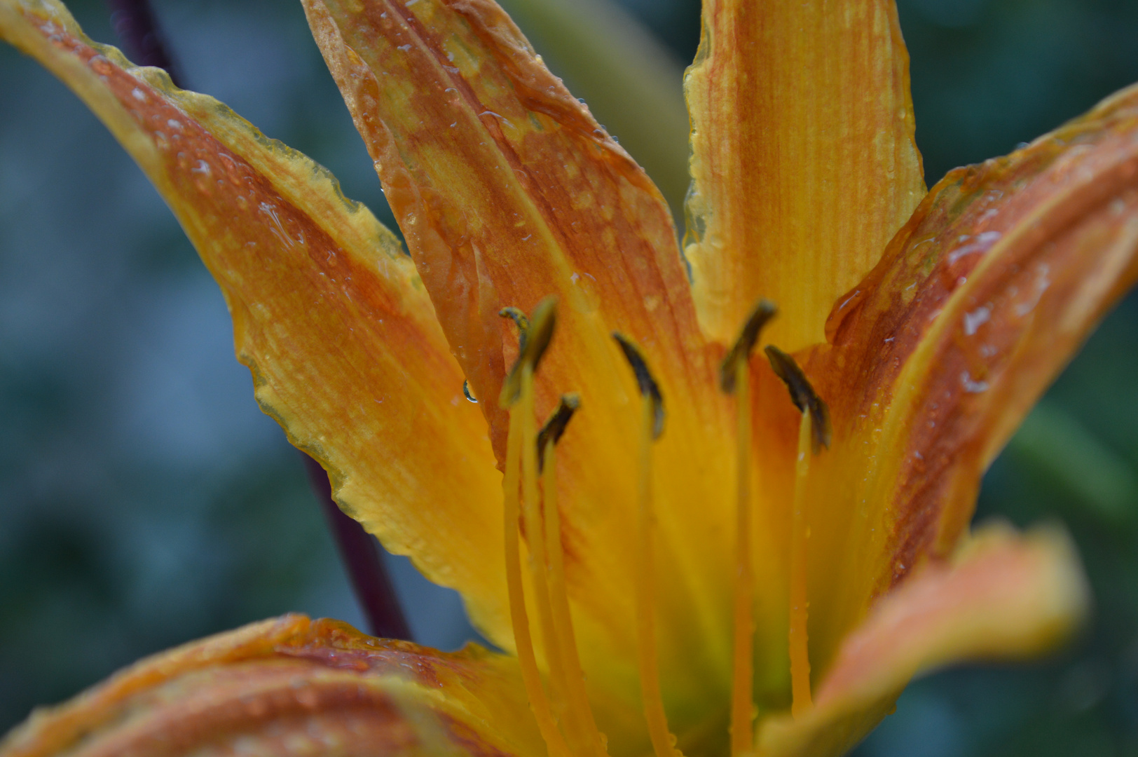 spitze Blüten