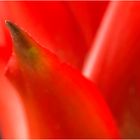 Spitze einer Bromelia