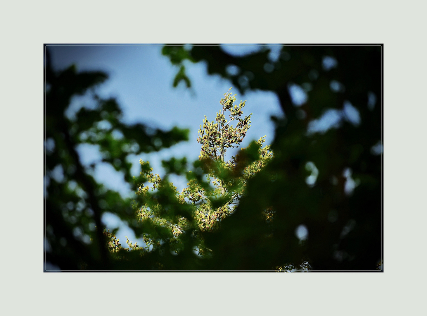 Spitze einer hohen Tanne