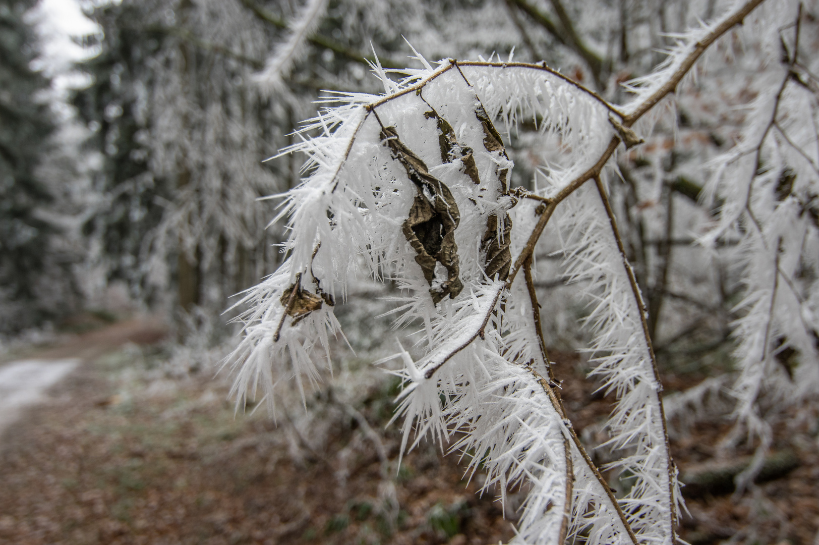 Spitze Nadeln