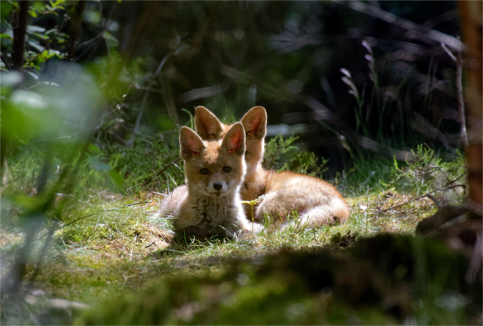 Spitze Ohren - 2 Jungfüchse ( Vulpes vulpes ) im Wald