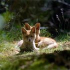 Spitze Ohren - 2 Jungfüchse ( Vulpes vulpes ) im Wald