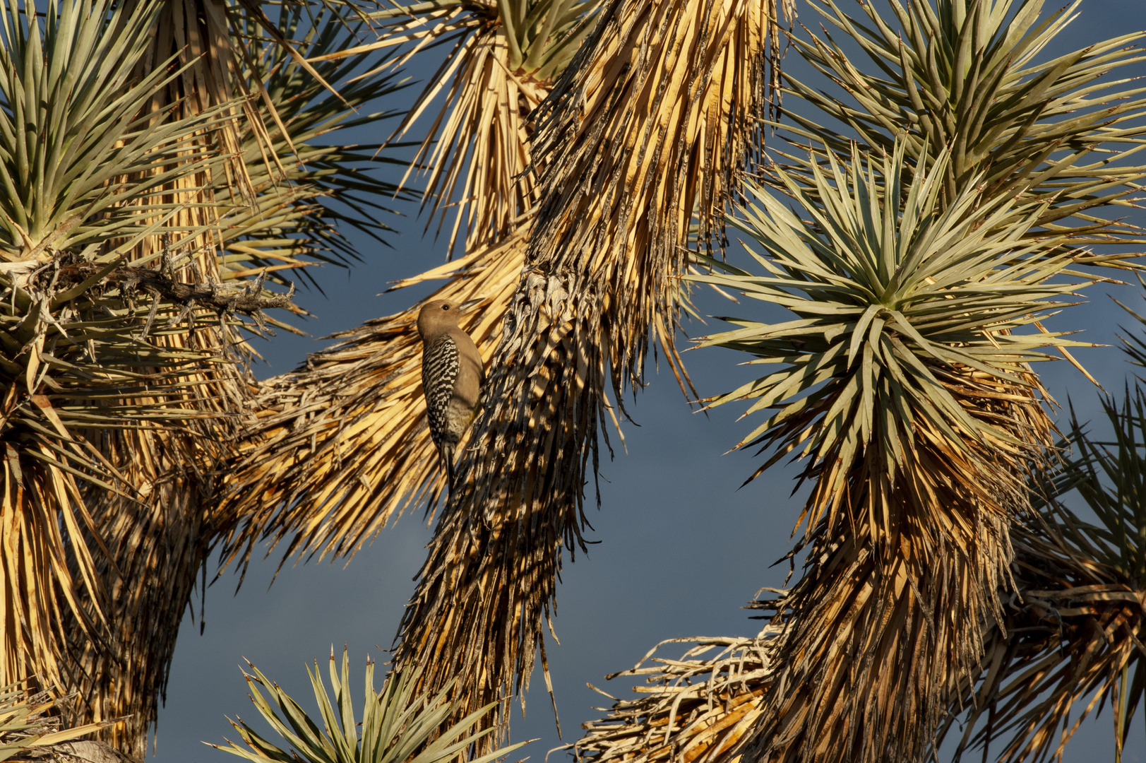  Spitze Palmblätter mit Gila Woodpecker 