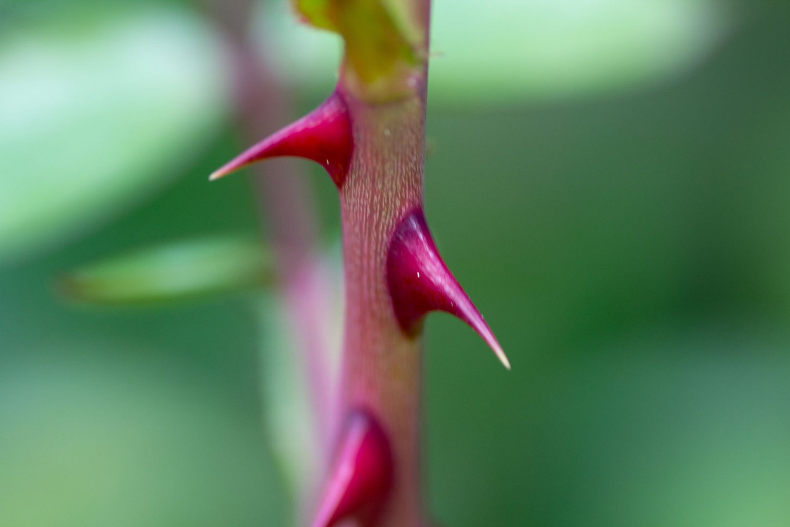 SPITZE STACHELN