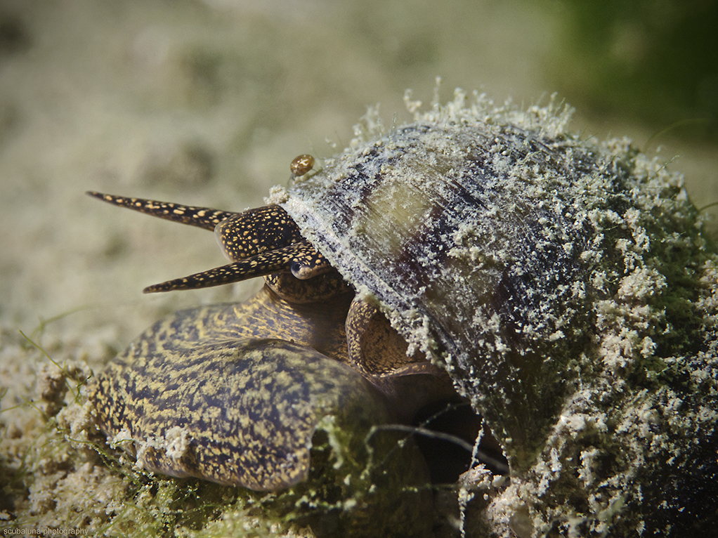 Spitze Sumpfdeckelschnecke und Wassermilbe