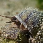 Spitze Sumpfdeckelschnecke und Wassermilbe