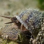 Spitze Sumpfdeckelschnecke und Wassermilbe