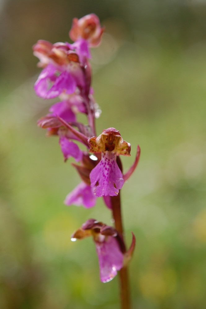 Spitzels Knabenkraut - Blüte