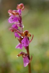 Spitzels Knabenkraut - Blüte