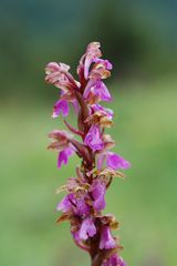 Spitzels Knabenkraut (orchis spitzeli) am 27.6.09 in Österreich/ nahe Saalfelden