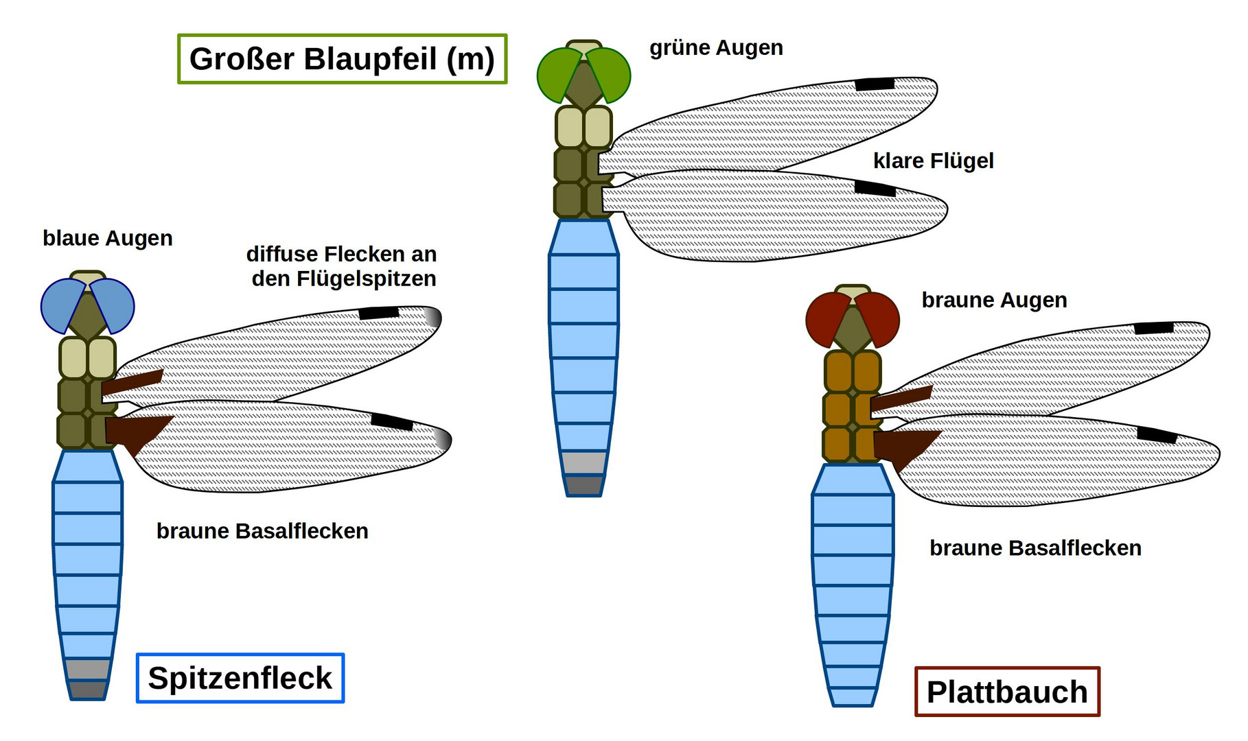 ? Spitzenfleck ? Blaupfeil ? Plattbauch ?