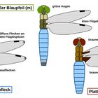 ? Spitzenfleck ? Blaupfeil ? Plattbauch ?