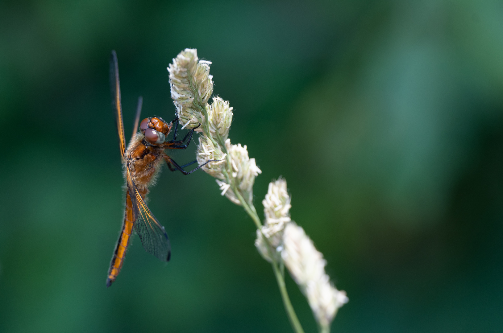 Spitzenfleck Libelle