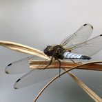 Spitzenfleck-Libelle