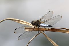 Spitzenfleck-Libelle