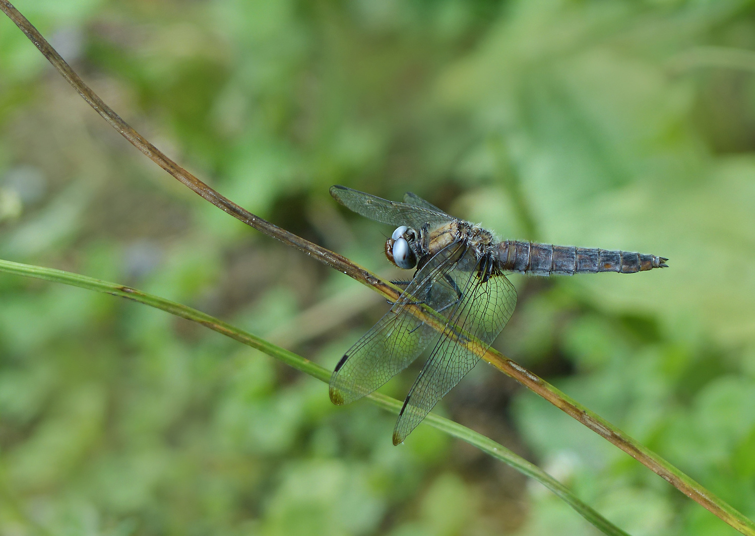 Spitzenfleck Libelle