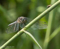 Spitzenfleck Libelle