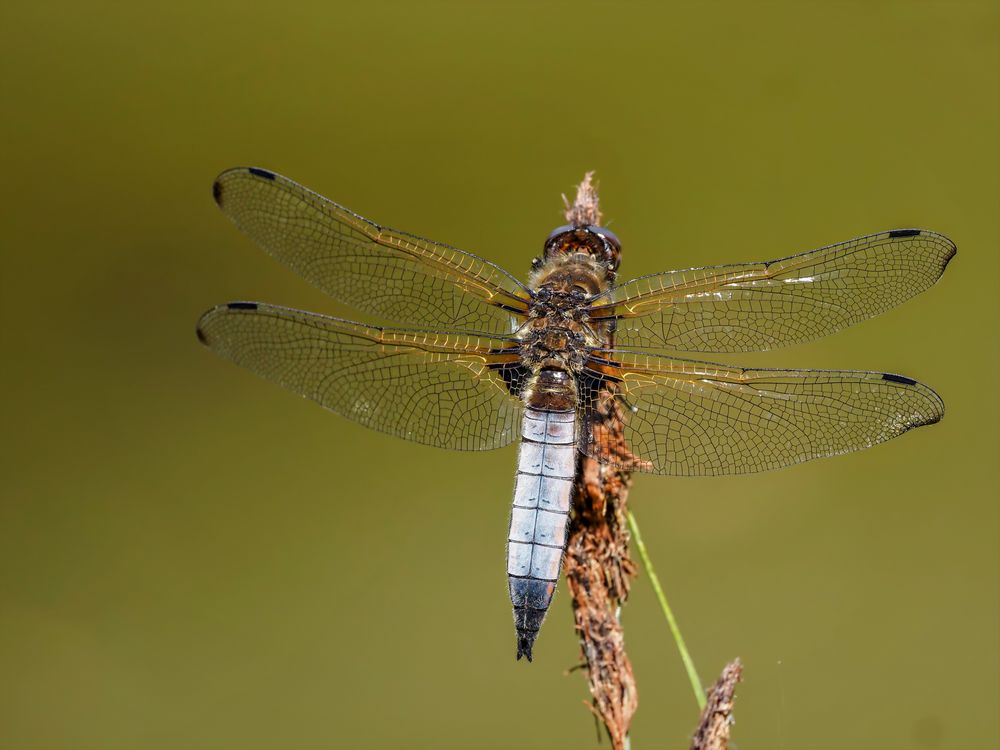 Spitzenfleck Libelle