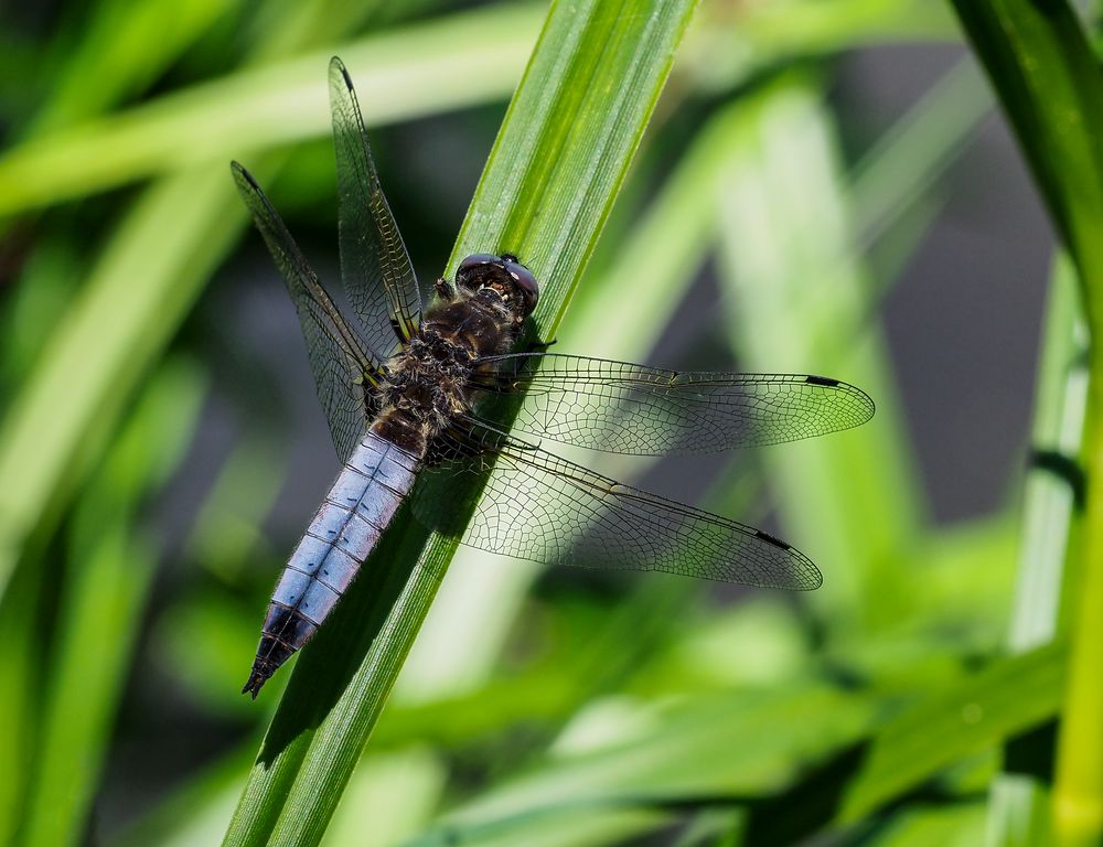 Spitzenfleck Libelle