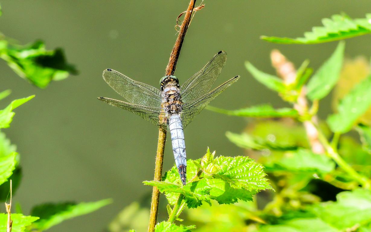 Spitzenfleck Libelle